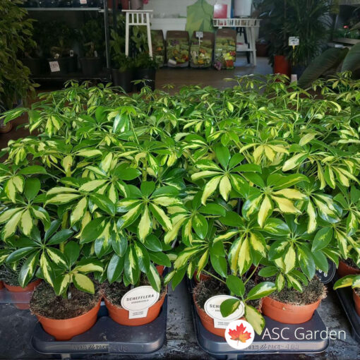 Schefflera arb. Gerda  45 - 50 cm