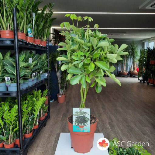 Schefflera arboricola Nora – Šeflera na štapu 65 cm