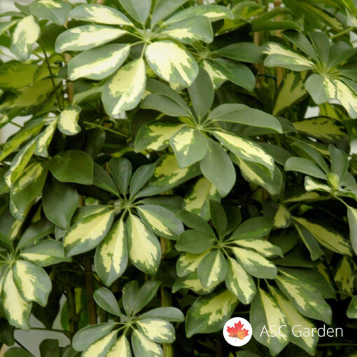 Schefflera arb. compacta 140 cm