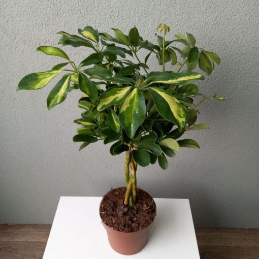 Schefflera arb. Gold Capella 65 cm