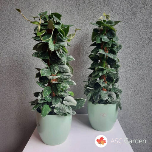 Scindapsus silvery Ann
