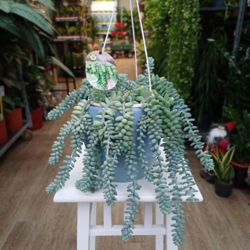 Sedum burrito
