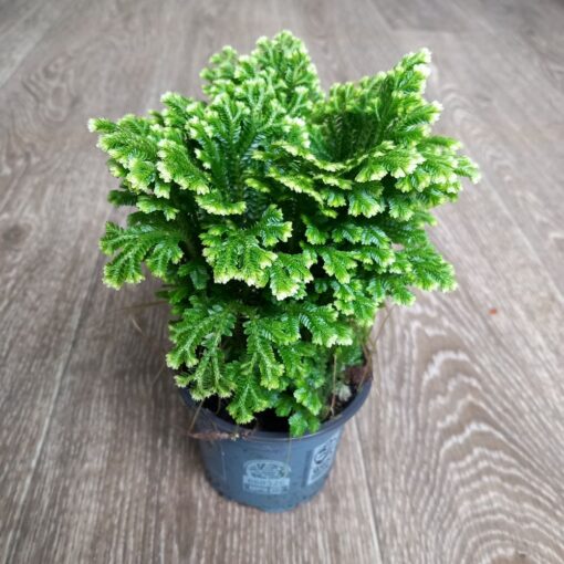 Selaginella martensii 15 cm