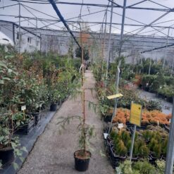 Sequoia sempervirens Adpressa 150 cm
