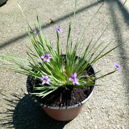 Sisyrinchium angustifolium 20 cm - Mačac