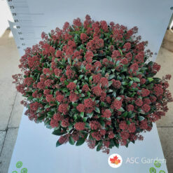 Skimmia japonica Rubella 90 cm