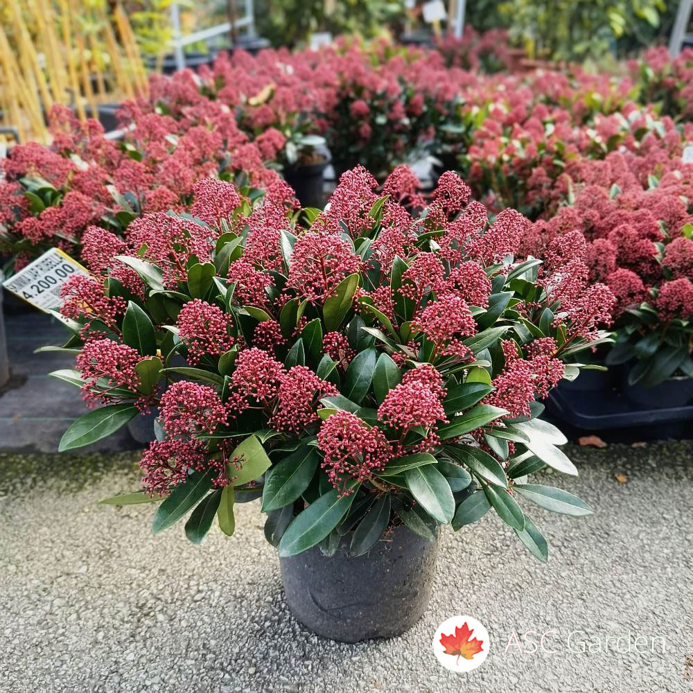Skimmia japonica ‘Rubesta Cuba’ 50 cm - Slika 3