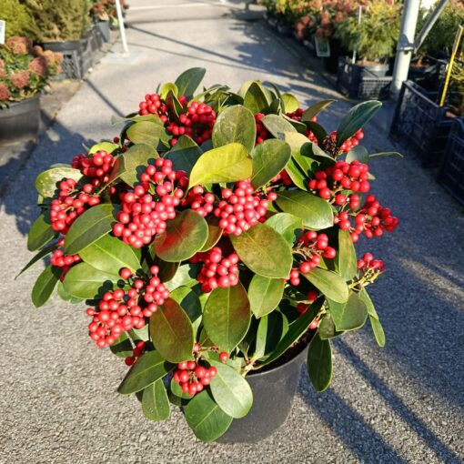 Skimmia japonica 'Veitchii' 50 cm