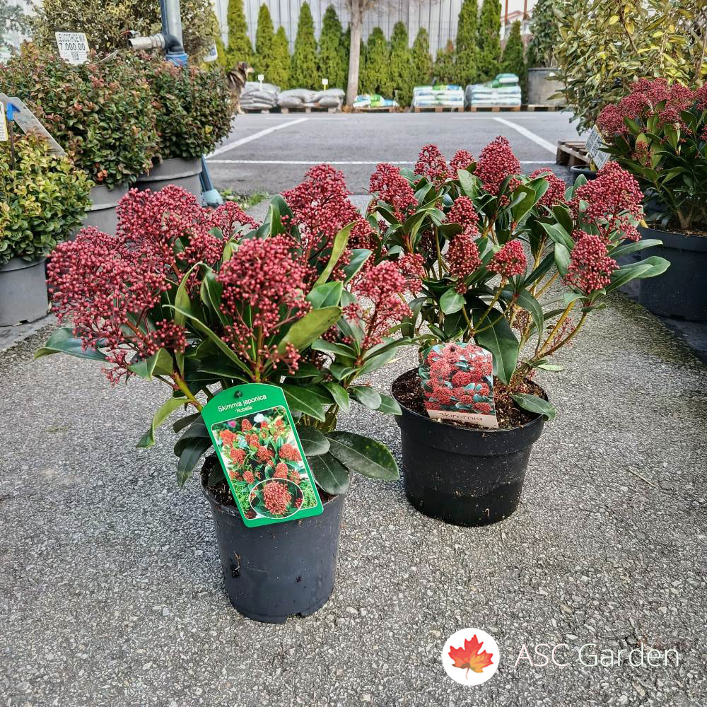 Skimmia japonica ‘Rubesta Cuba’ 50 cm - Slika 4