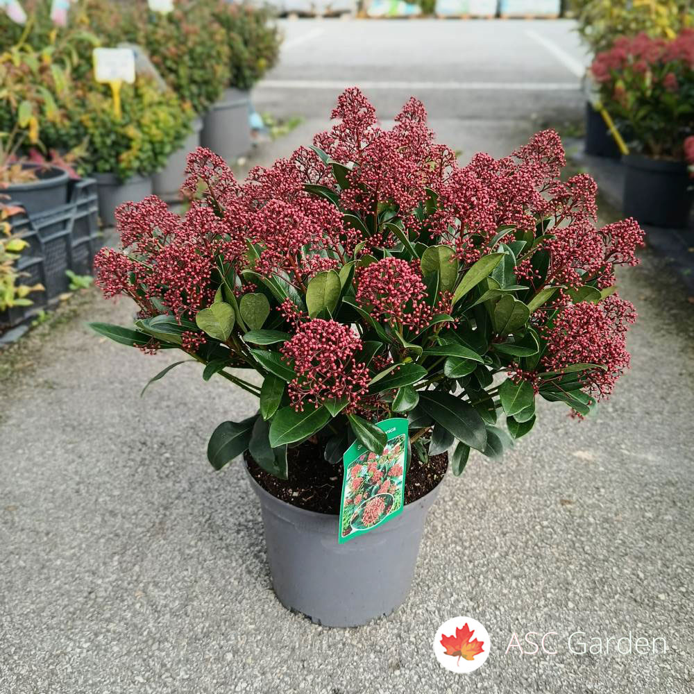 Skimmia japonica ‘Rubesta Cuba’ 50 cm - Slika 5