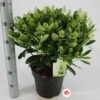 Skimmia japonica Finchy
