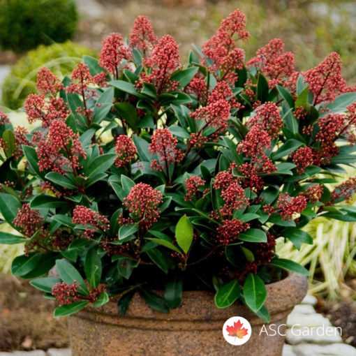 Skimija Skimmia japonica Rubella