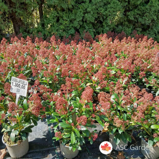 Skimmia rubella 40 cm