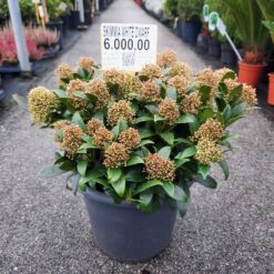 Skimmia japonica 'White Dwarf' 50 cm