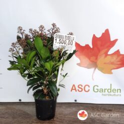 Skimmia rubella