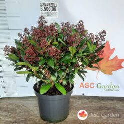 Skimmia rubella