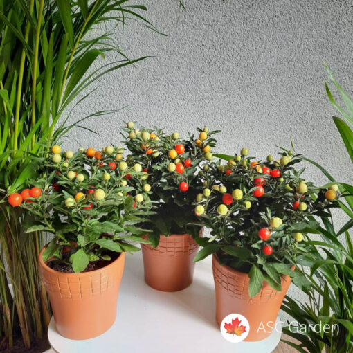 Solanum pseudocapsicum 20-30 cm