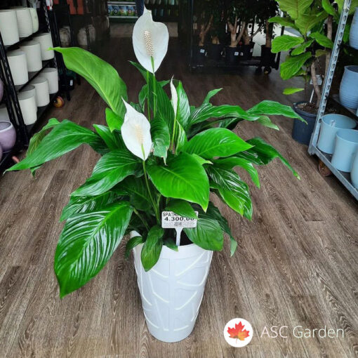 Spathiphyllum Sweet Sebastiano 105 cm