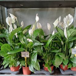 Spathiphyllum Verdi 80 cm