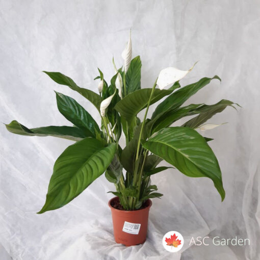 Spathiphyllum Cupido 70 cm