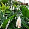 Spathiphyllum Vivaldi