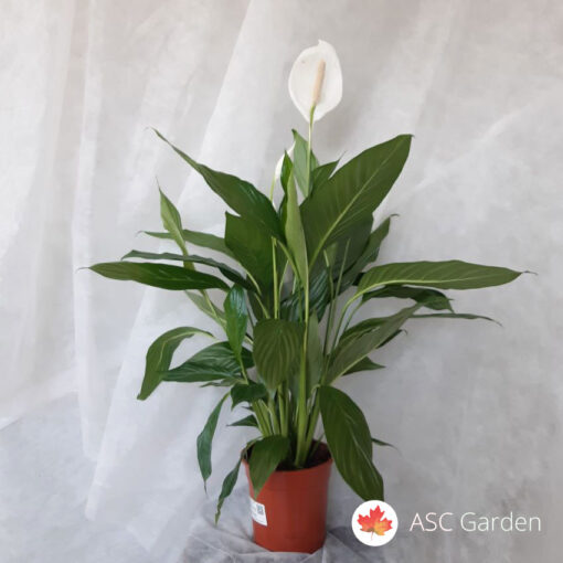 Spathiphyllum sp. 50 cm