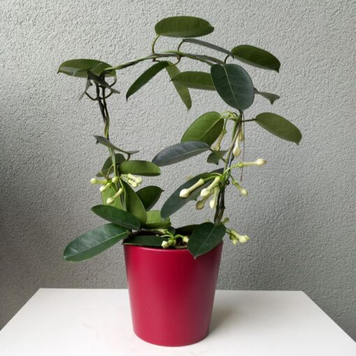 Stephanotis floribunda - Madagaskarski jasmin 45 cm