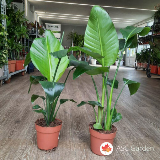 Strelitzia nicolai – Strelicija, Rajska ptica 80 cm