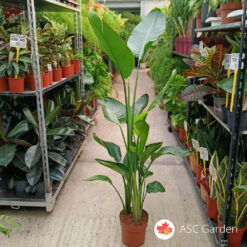 Strelitzia nicolai 120 cm