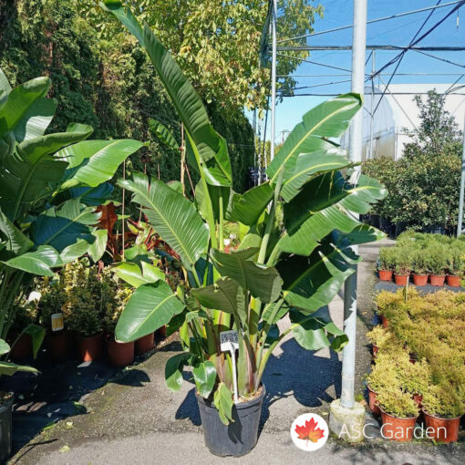 Strelitzia nicolai - Strelicija, Rajska ptica 200cm