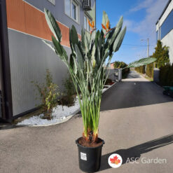 Strelitzia - Strelicija, Rajska ptica 110 cm