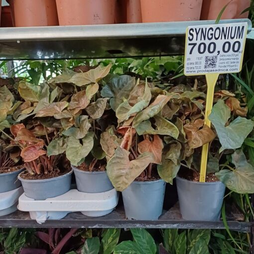 Syngonium x 'Maria Dark' 35 cm