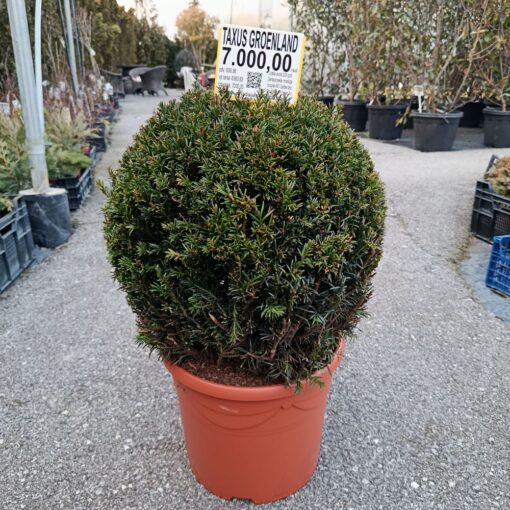 Taxus 'Groenland' 60 cm Ball