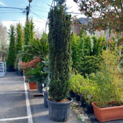 Taxus baccata Fastigiata Aurea  200/250 cm