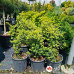 Taxus baccata 50-60 cm