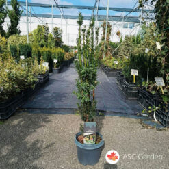 Taxus baccata Black Tower 50 cm
