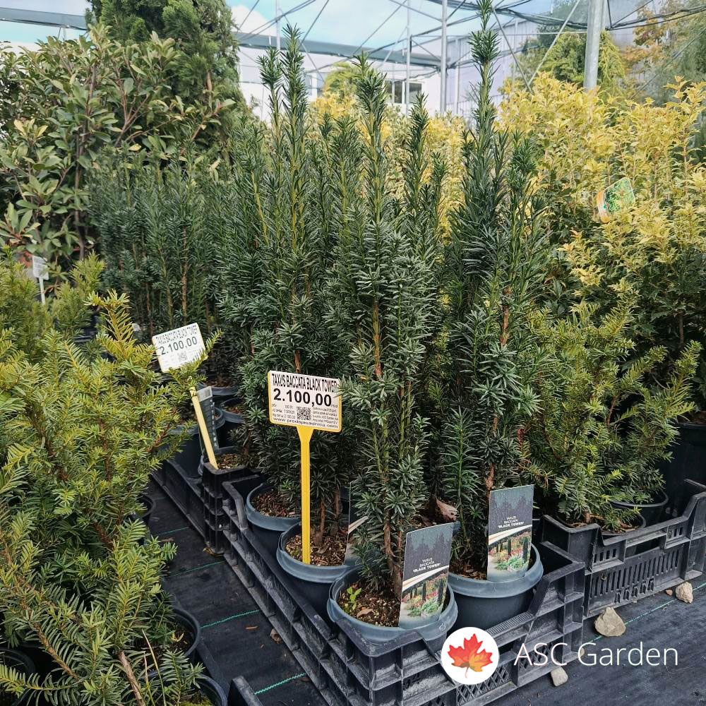 Taxus baccata Black Tower 50 cm - Slika 3