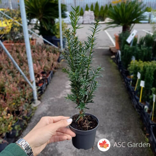 Taxus media 20 cm