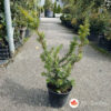 Taxus summergold 50-60 cm