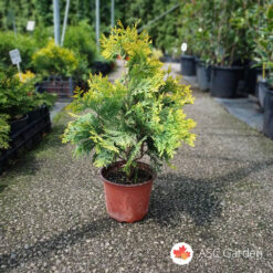 Thuja golden globe - Zlatna globoza 20-30 cm
