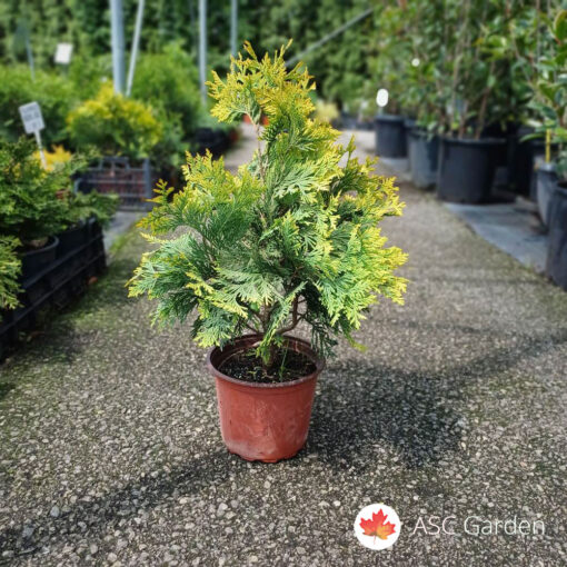 Thuja golden globe - Zlatna globoza 20-30 cm