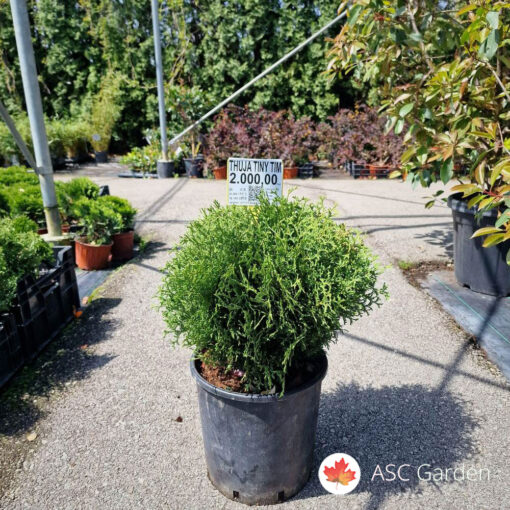 Thuja occidentalis Tiny Tim 60 cm