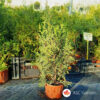 Thuja Occidentalis Brabant  60-70 cm