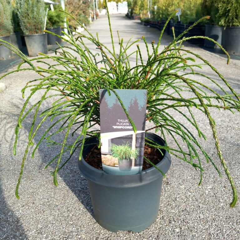 Whipcord Schneiden Zwerg-Lebensbaum Thuja Plicata Whipcord'  Immergrn,  Fadenfrmiger Wuchs, 20-25 Cm Gro, Fr Kleine Grten Smaragdgrner  Nadelbaum Winterhart