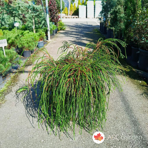 Thuja plicata 'Whipecord' 55 cm