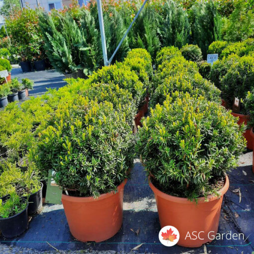Taxus baccata - Okrugla tisa 60 cm