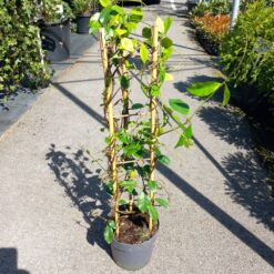 Trachelospermum jasminoides - Zvezdani jasmin 70 cm