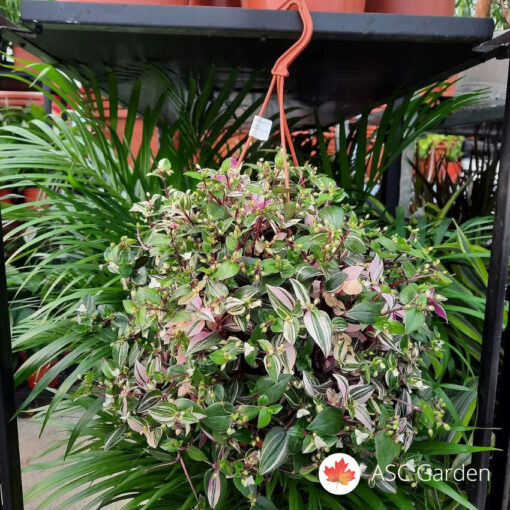 Tradescantia mix 50 cm