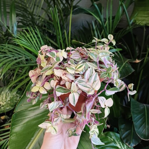 Tradescantia 15 cm