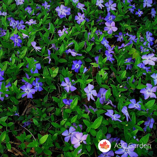 Vinca minor- Zimzelena vinka -NEMA NA STANJU